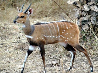 Harnessed bushbuck