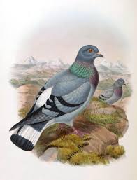 Hill pigeon