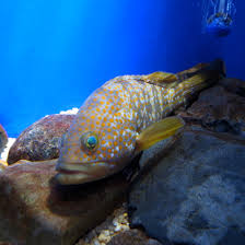 Hong Kong grouper
