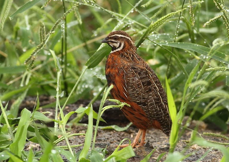Harlequin quail