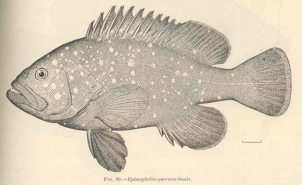 Hawaiian grouper