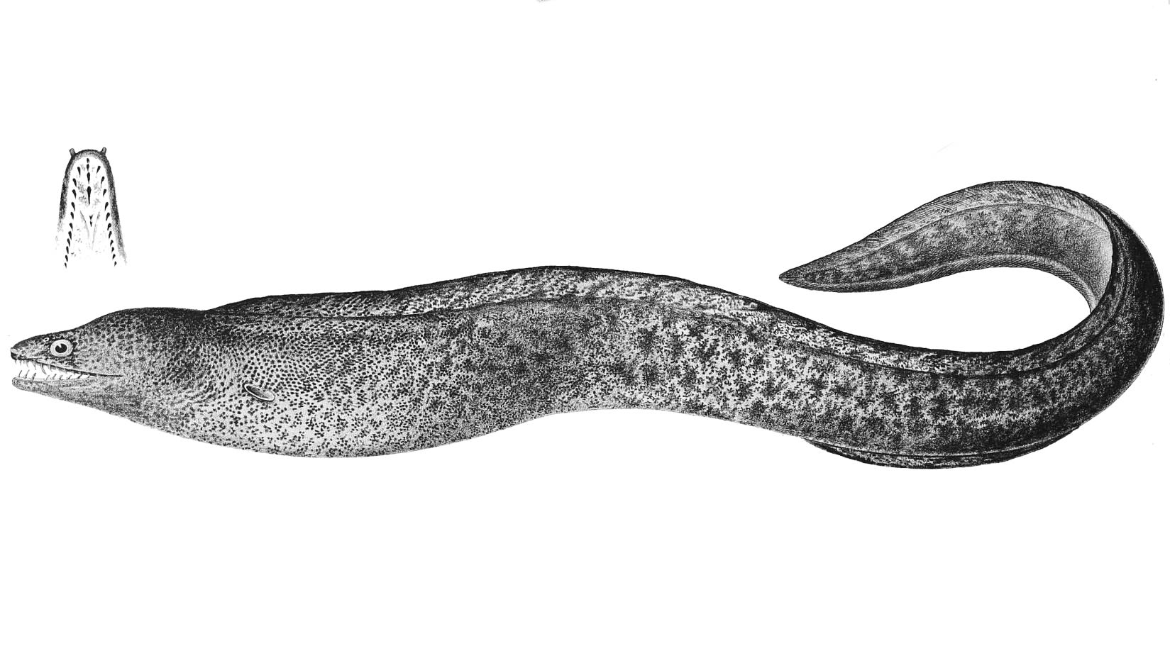 Highfin moray