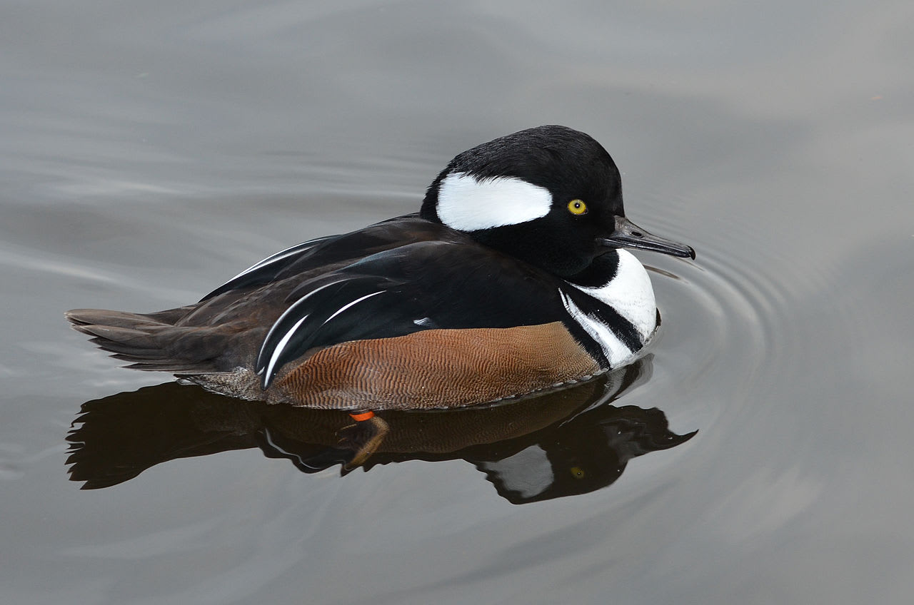 Hooded merganser