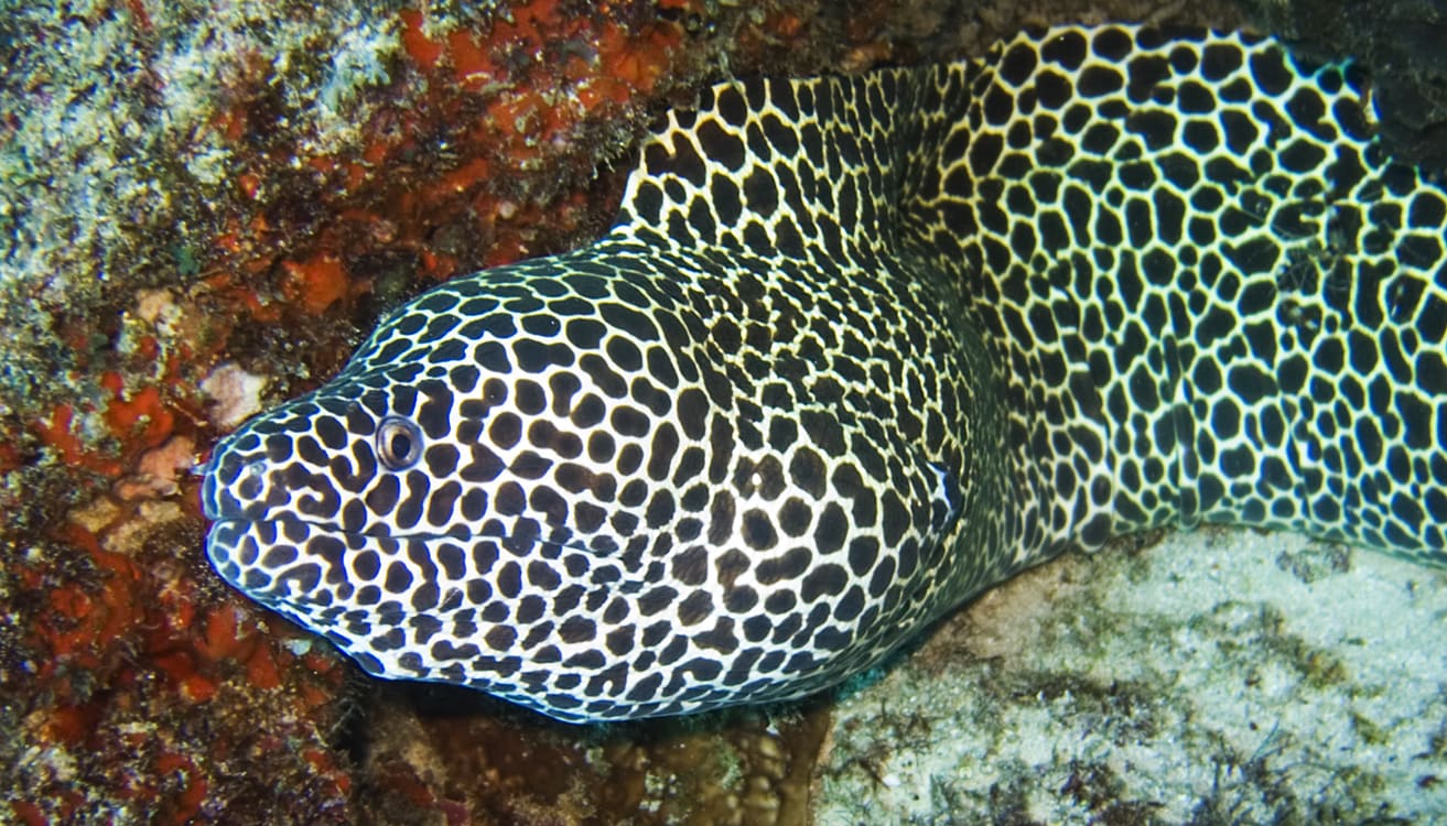 Honeycomb moray