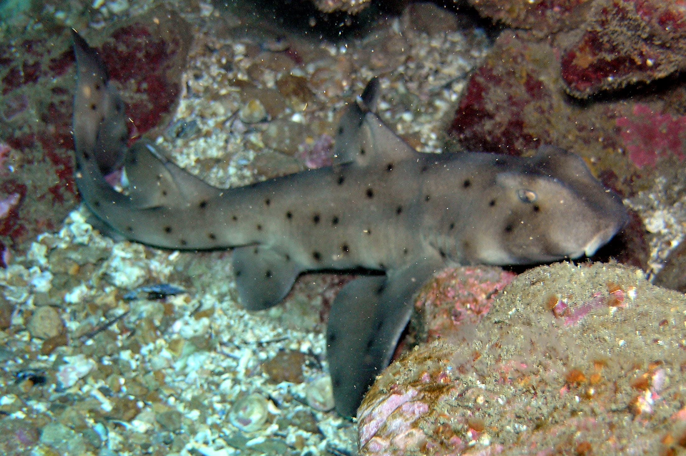 Horn shark
