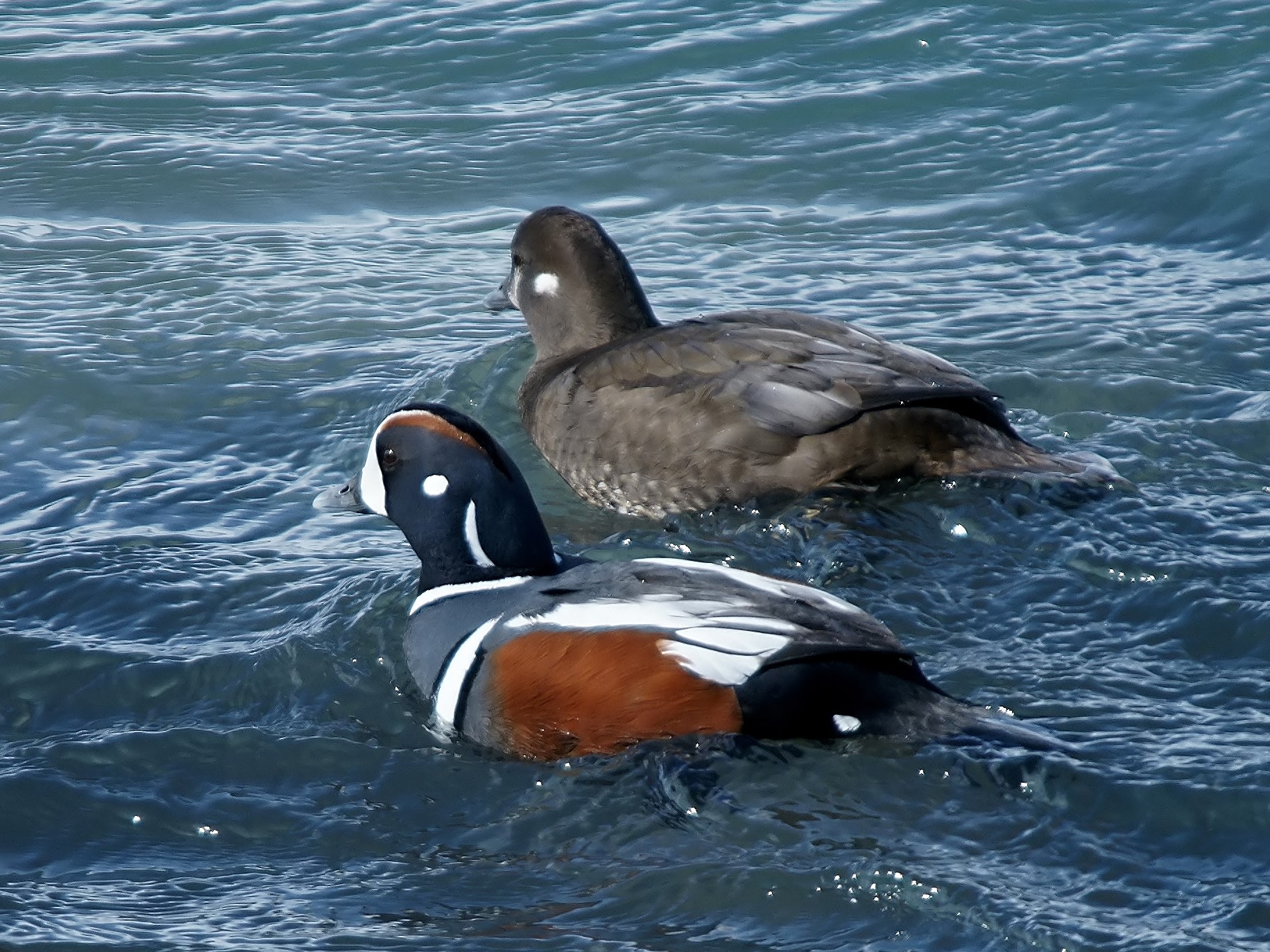 Harlequin duck