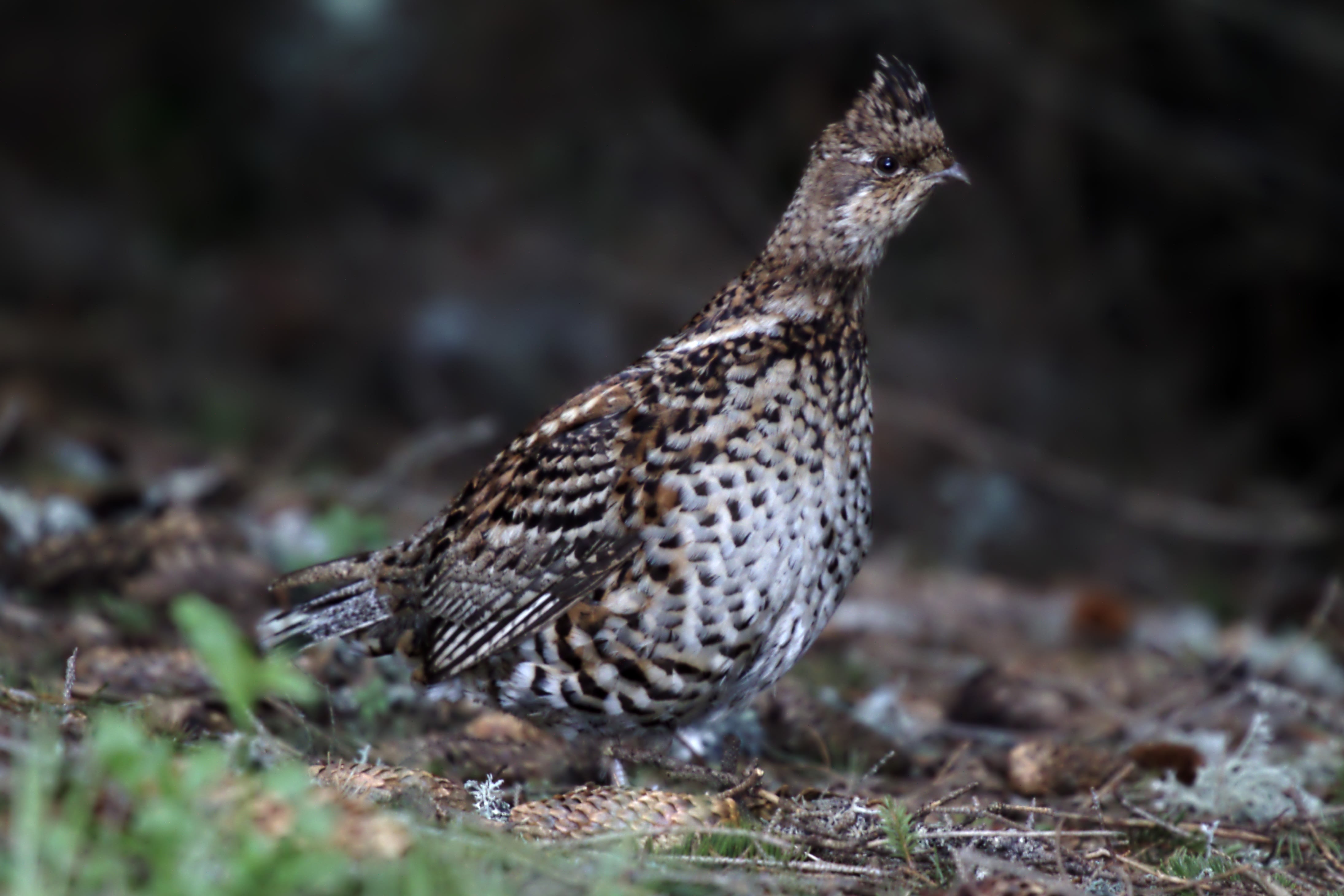 Hazel grouse