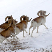 Hume argali