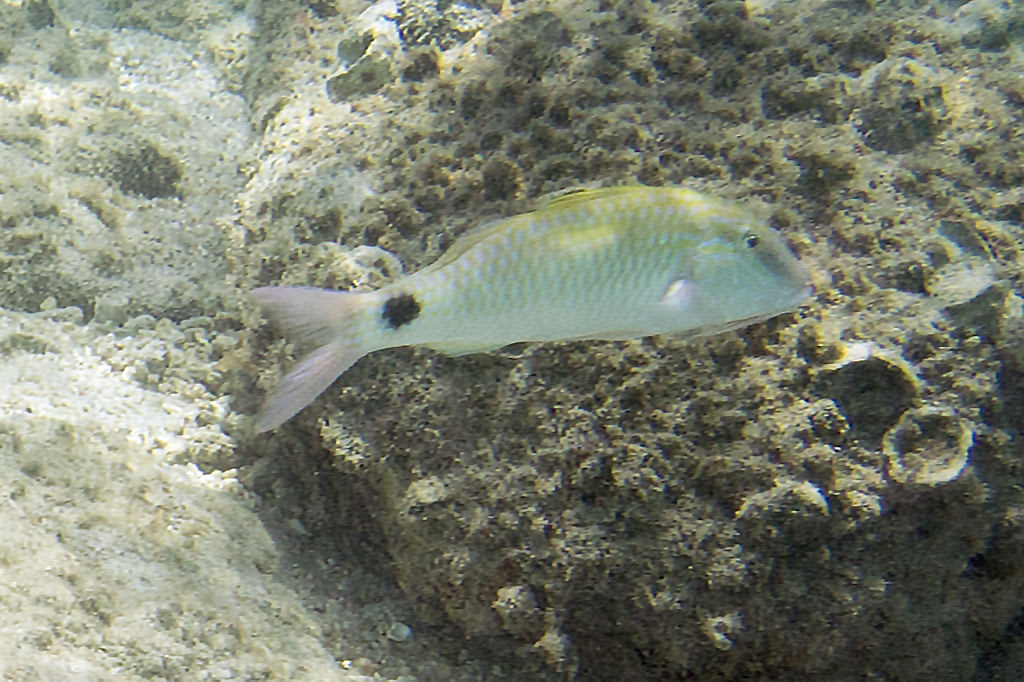 Indian goatfish