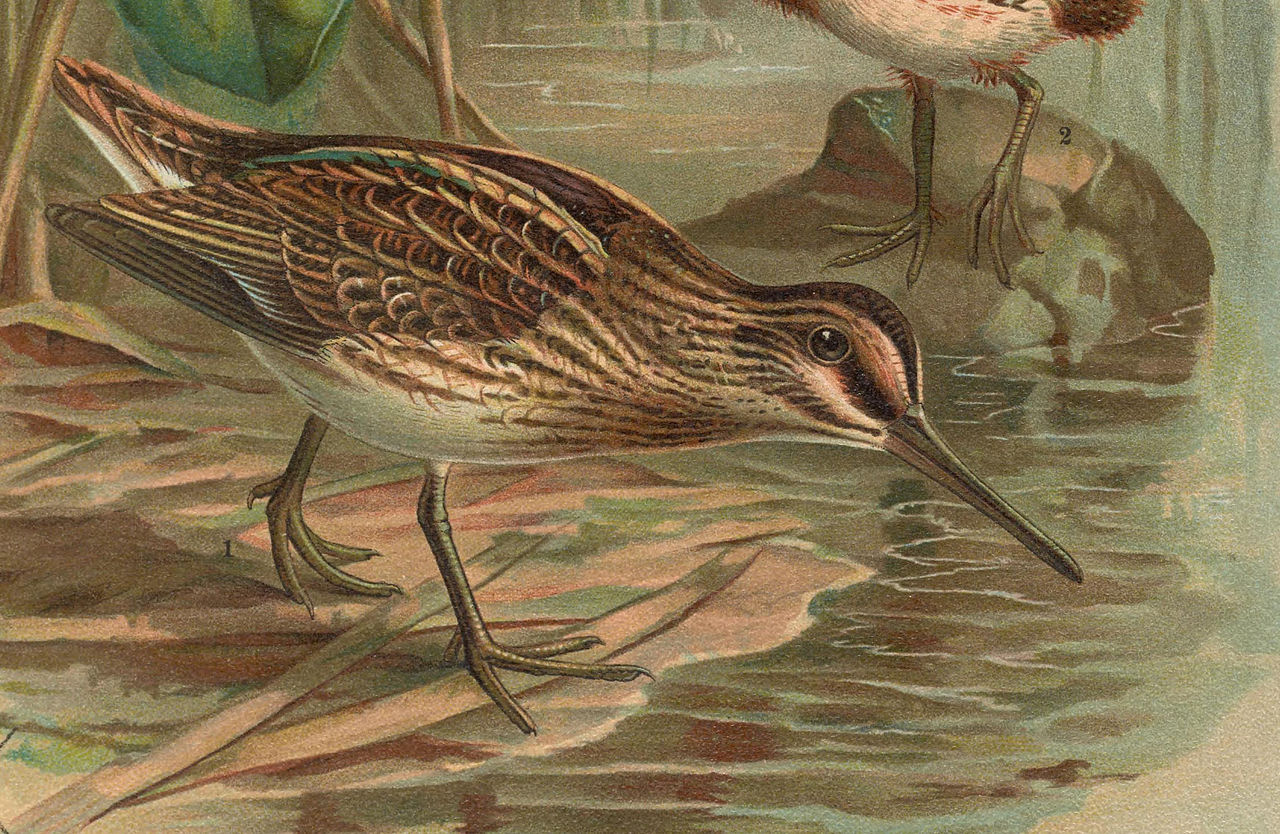 Jack snipe