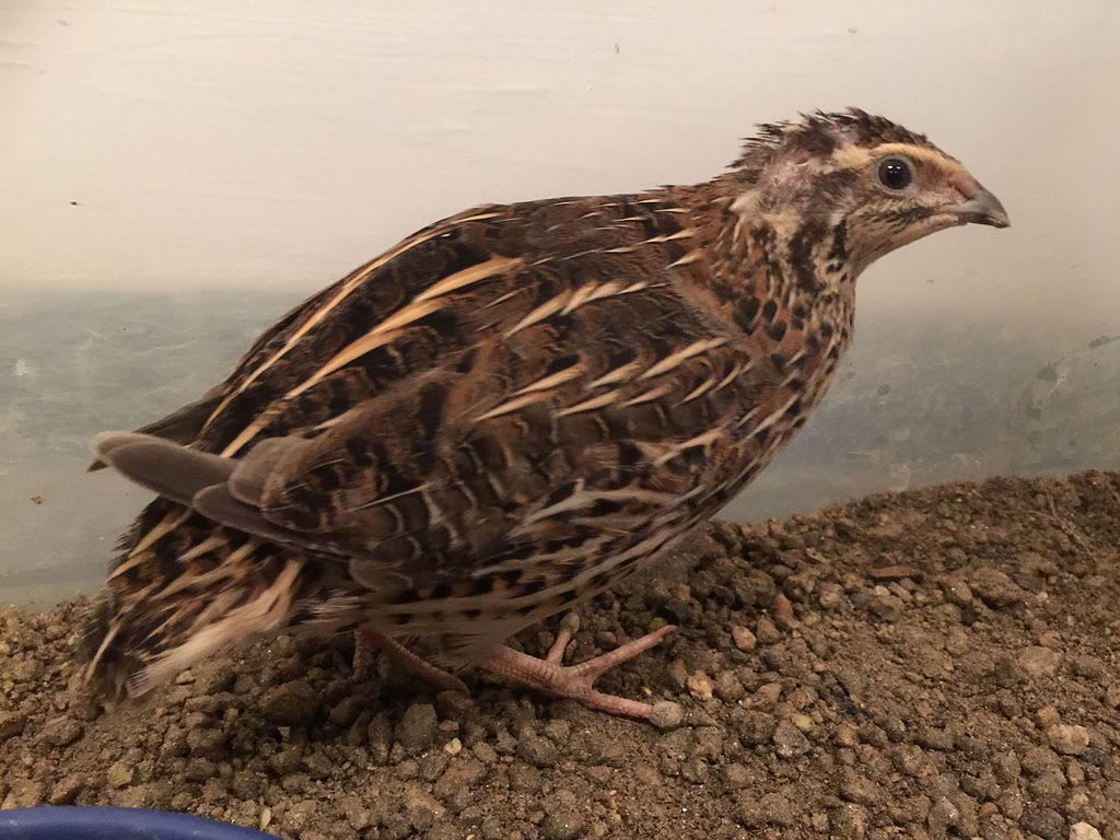 Japanese quail