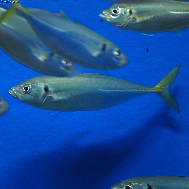 Japanese jack mackerel