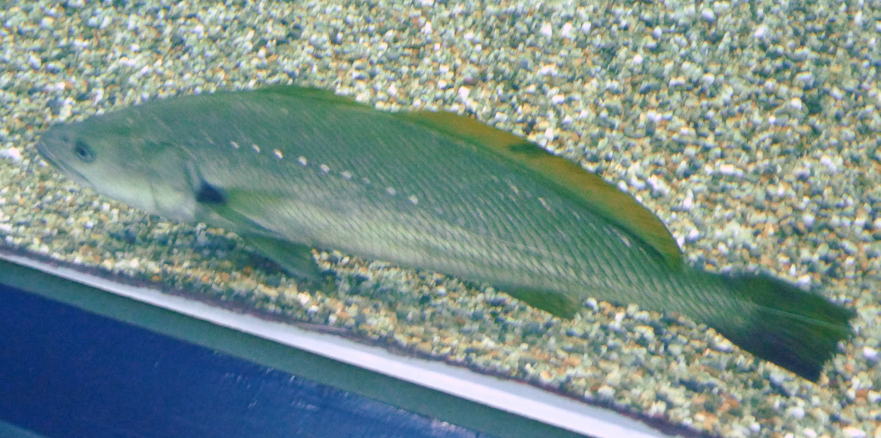 Japanese meagre