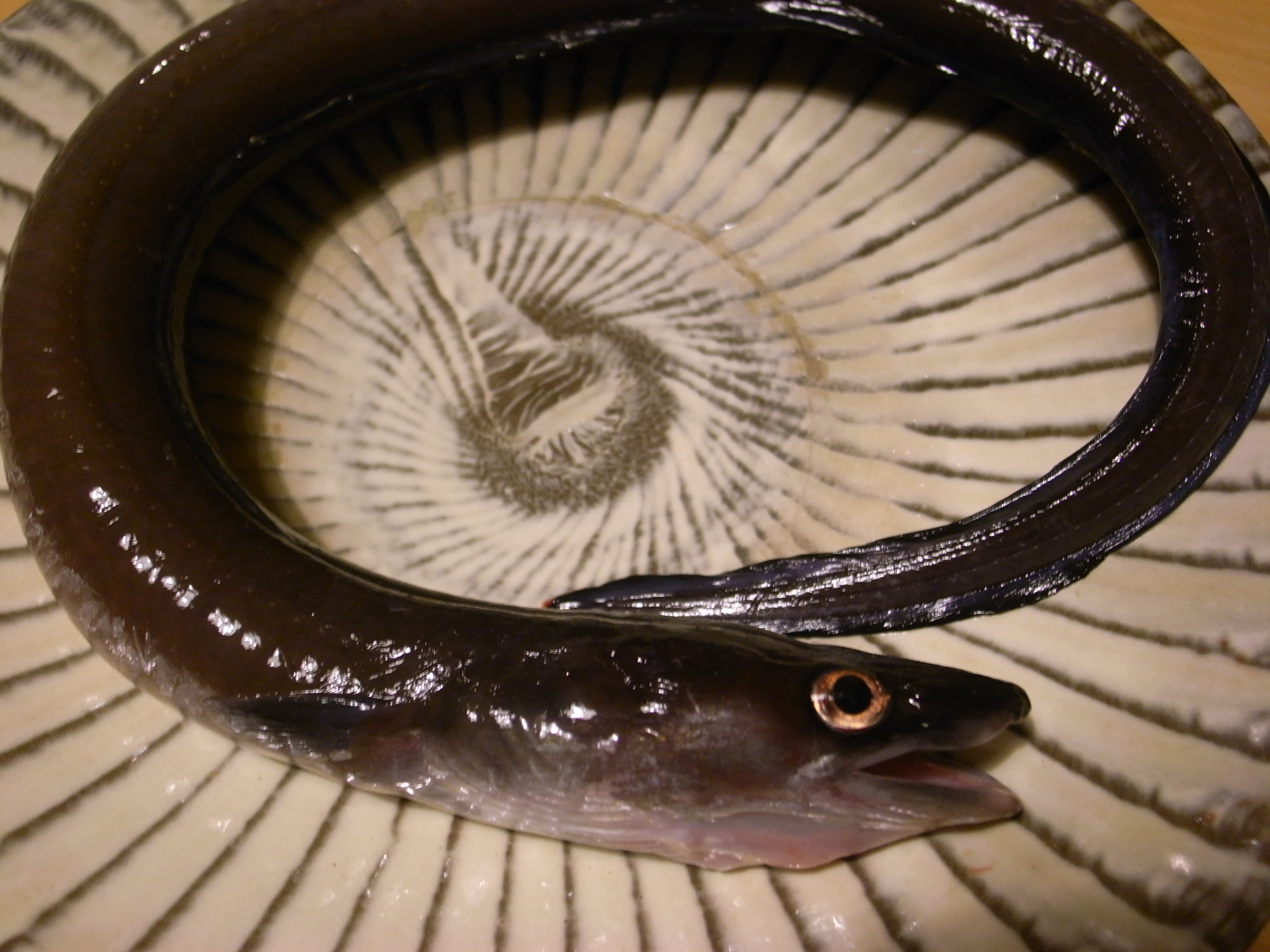 Japanese conger