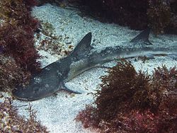 Japanese topeshark