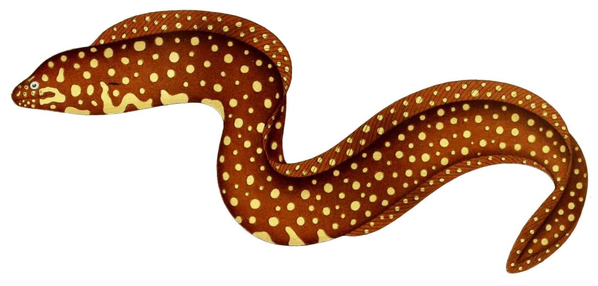 Jewel moray