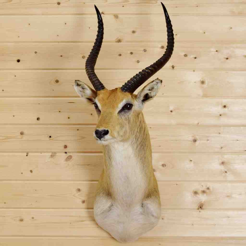 Kafue Flats lechwe
