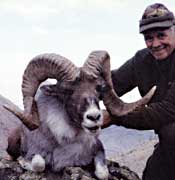 Kara Tau argali