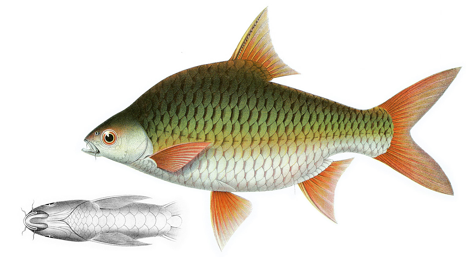 Java barb