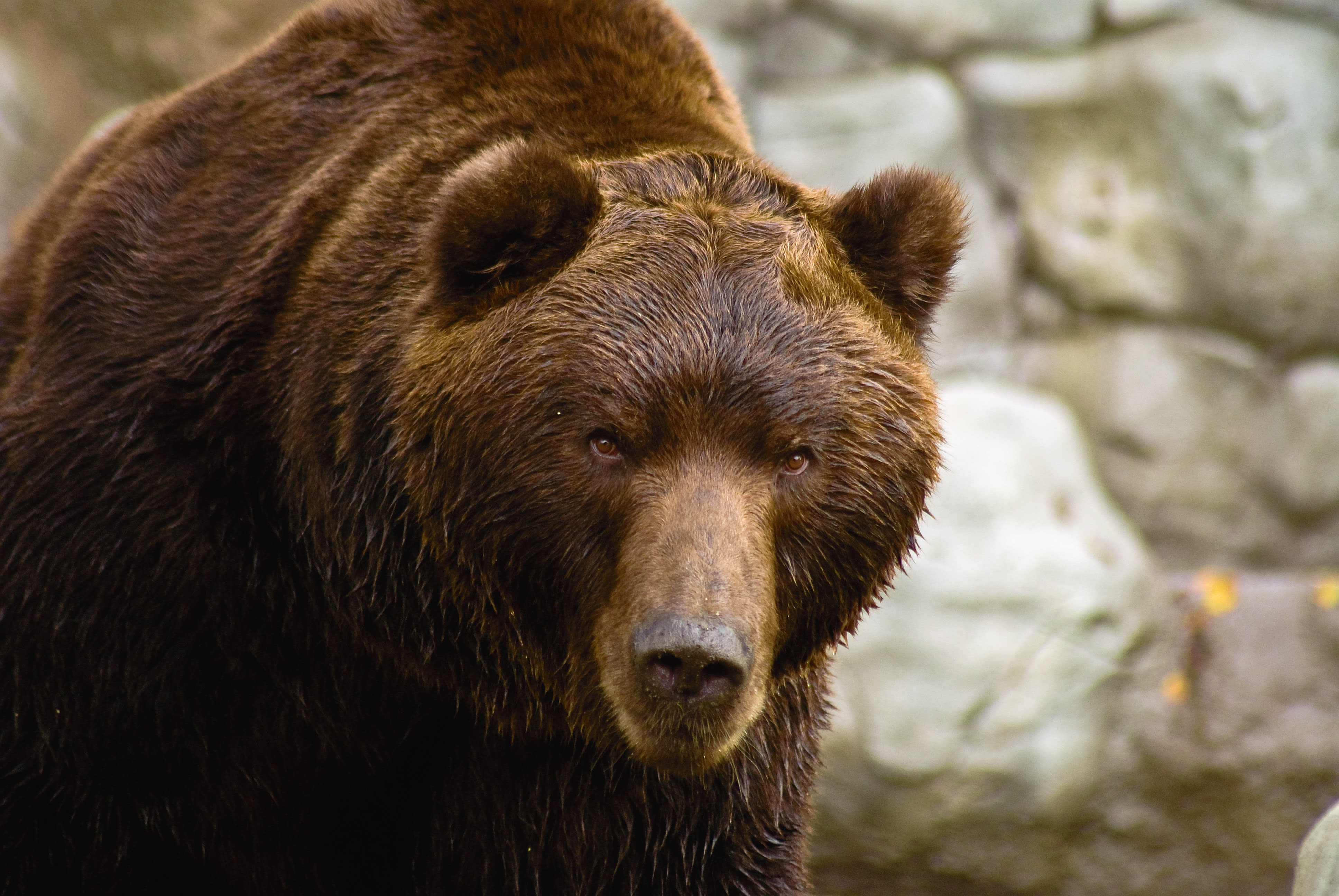 Kamchatka brown bear