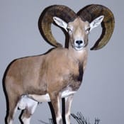 Laristan mouflon