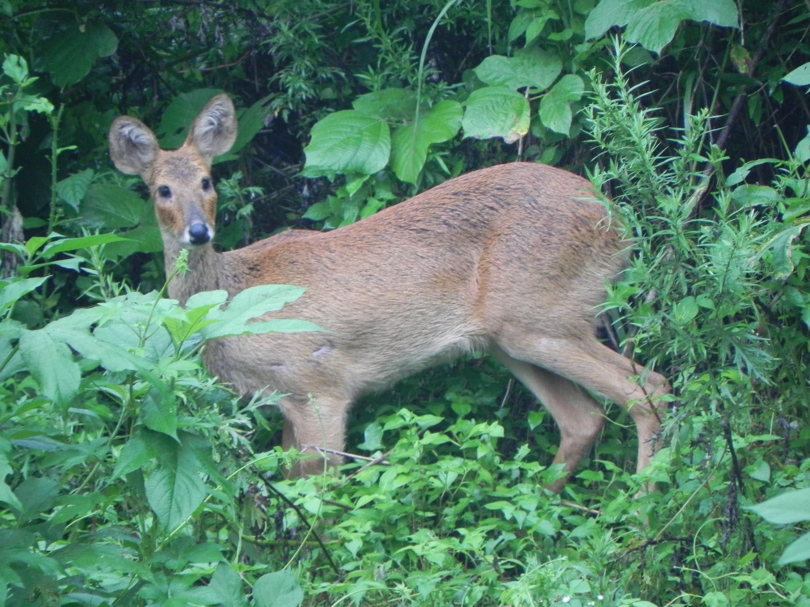 Korean water deer