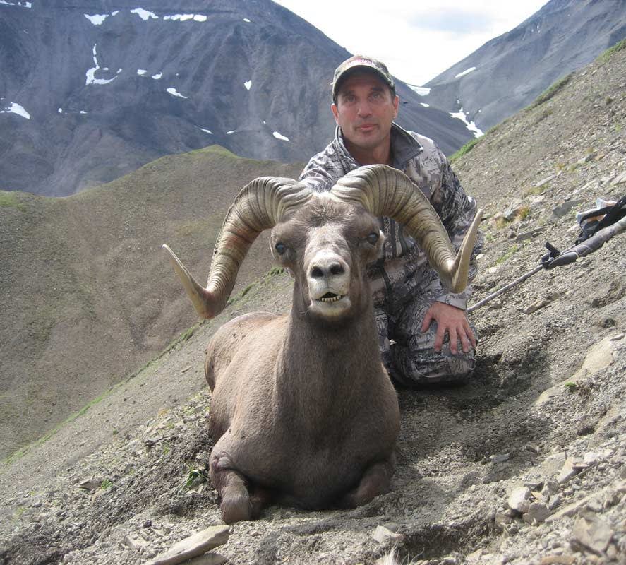 Koryak snow sheep