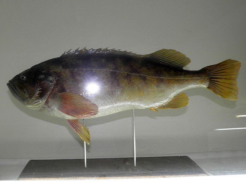 Kuromenuke