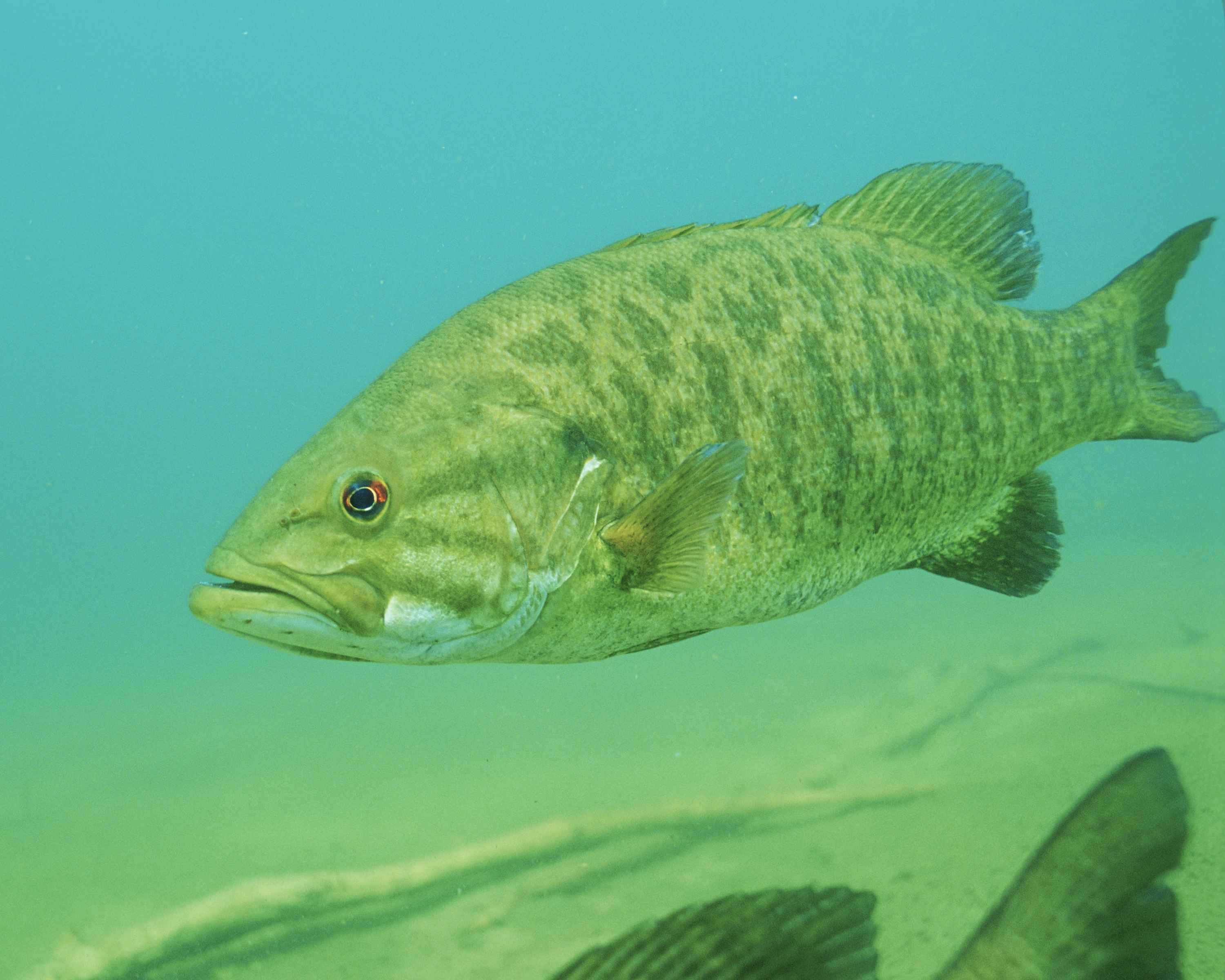 Largemouth bass