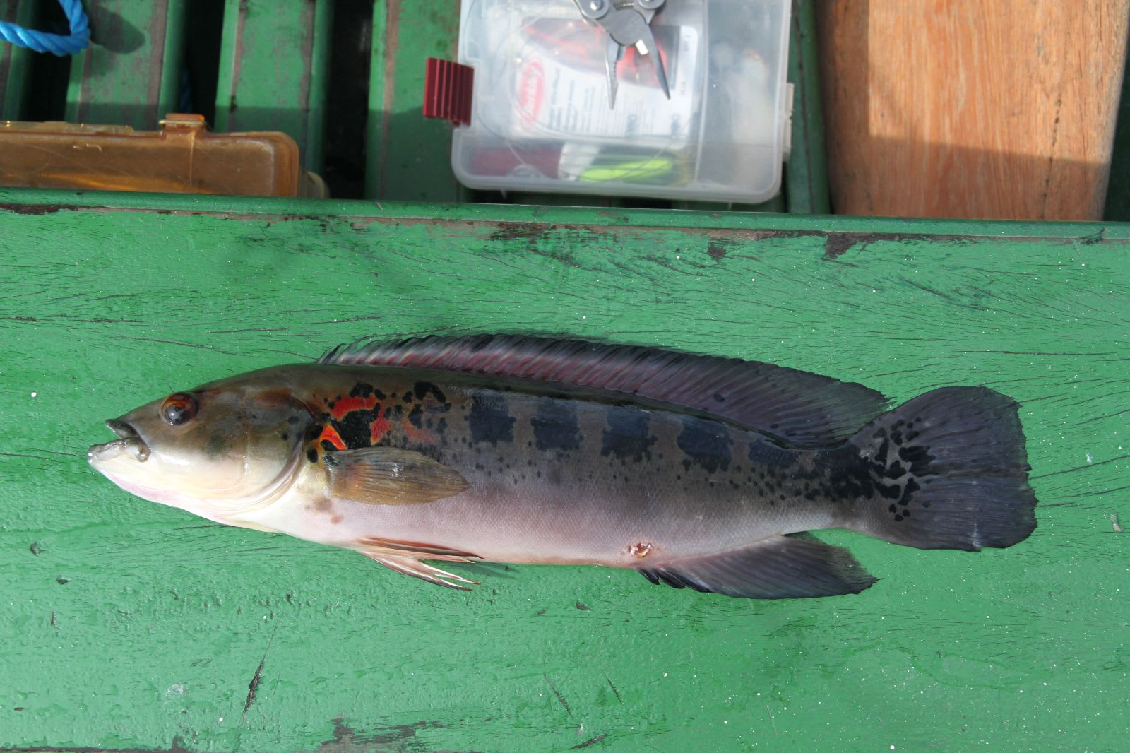 Lenticulated jacunda