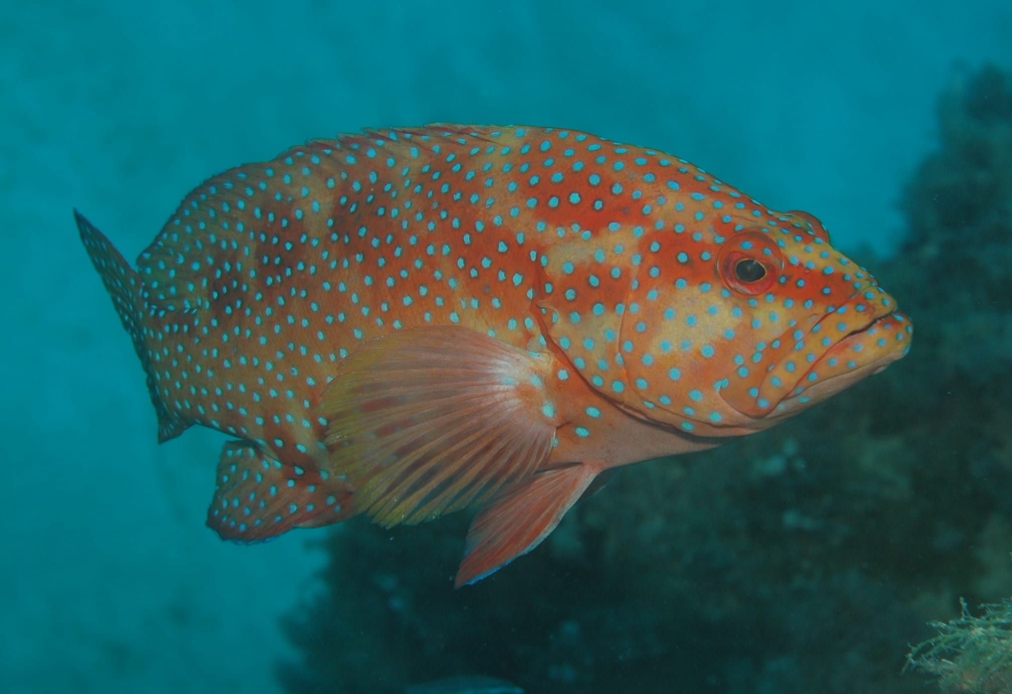 Leopard coral grouper