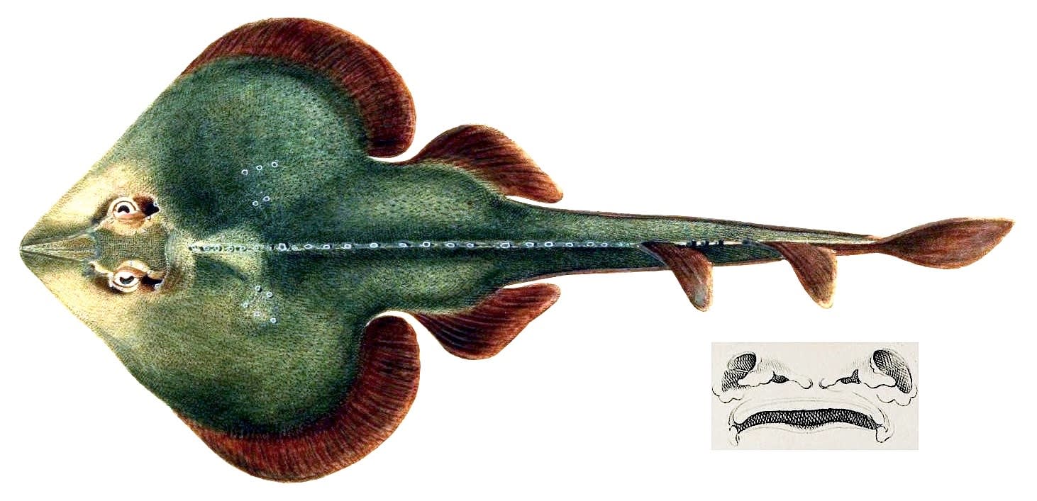 Lesser guitarfish