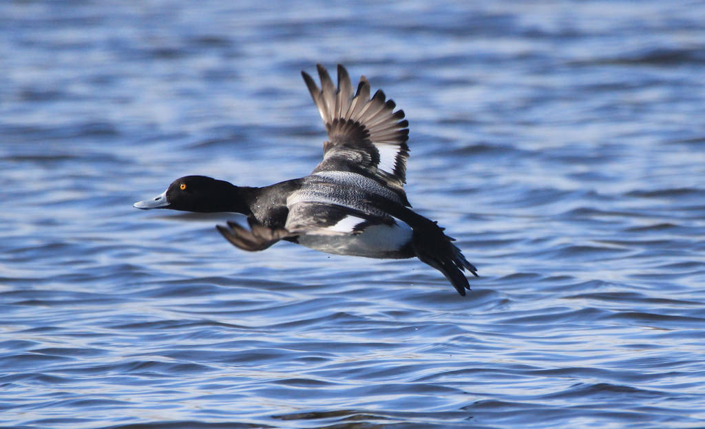 Lesser Scaup duck
