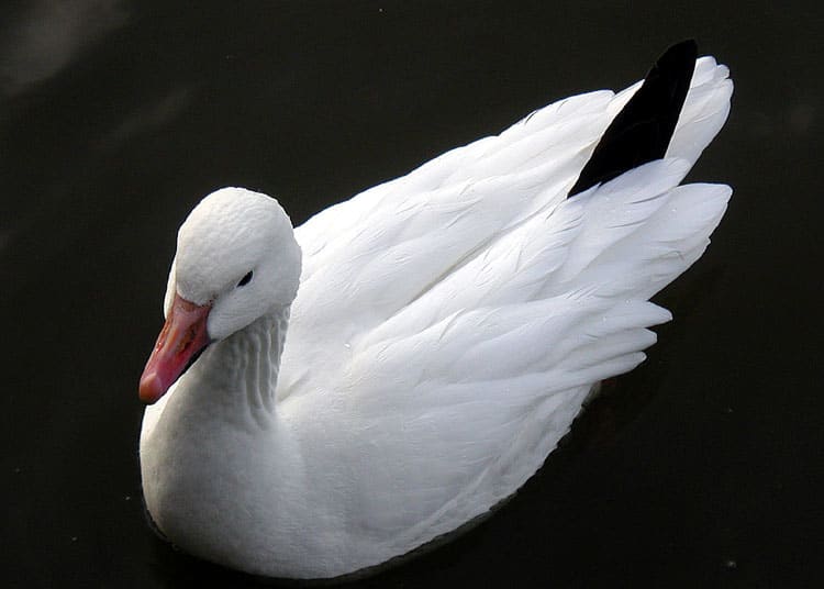 Lesser snow goose