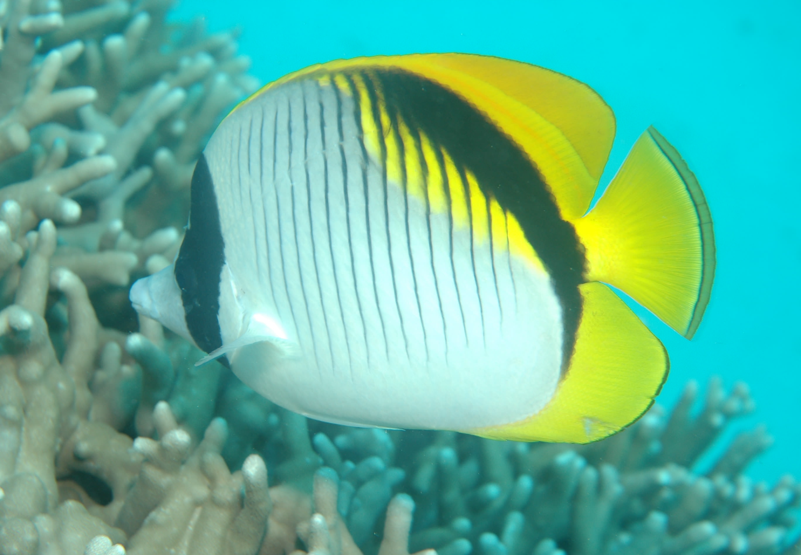 Lined butterflyfish