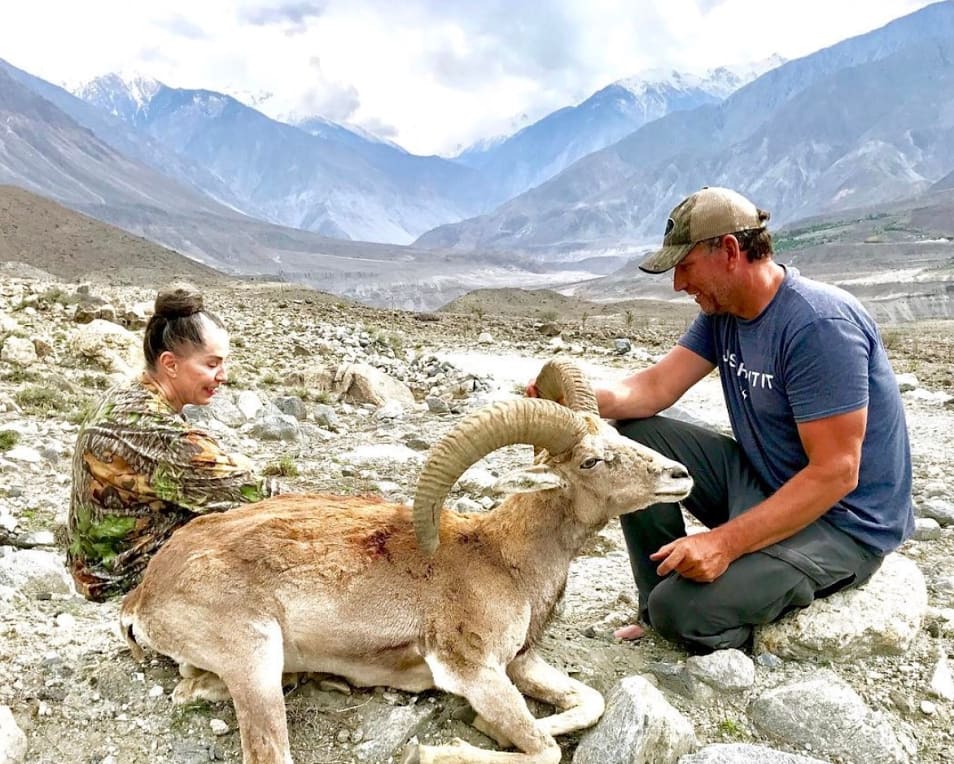 Ladakh urial