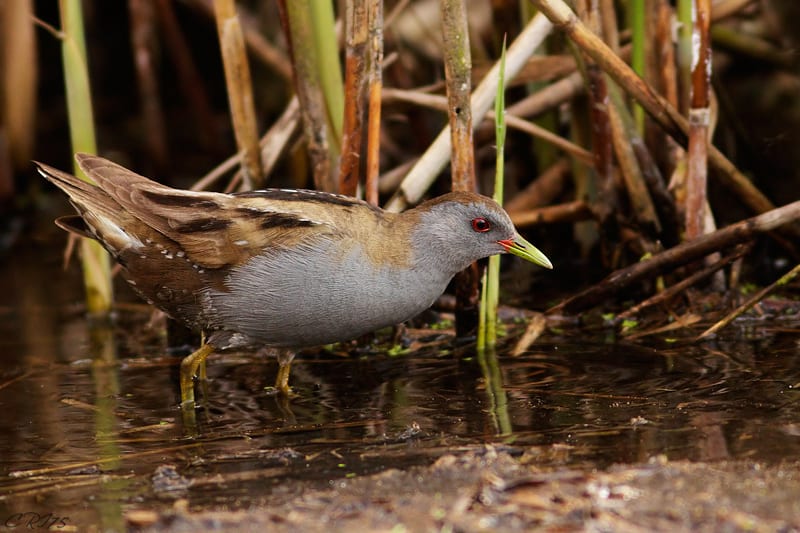 Little crake