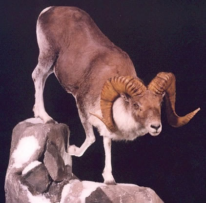 Littledale argali