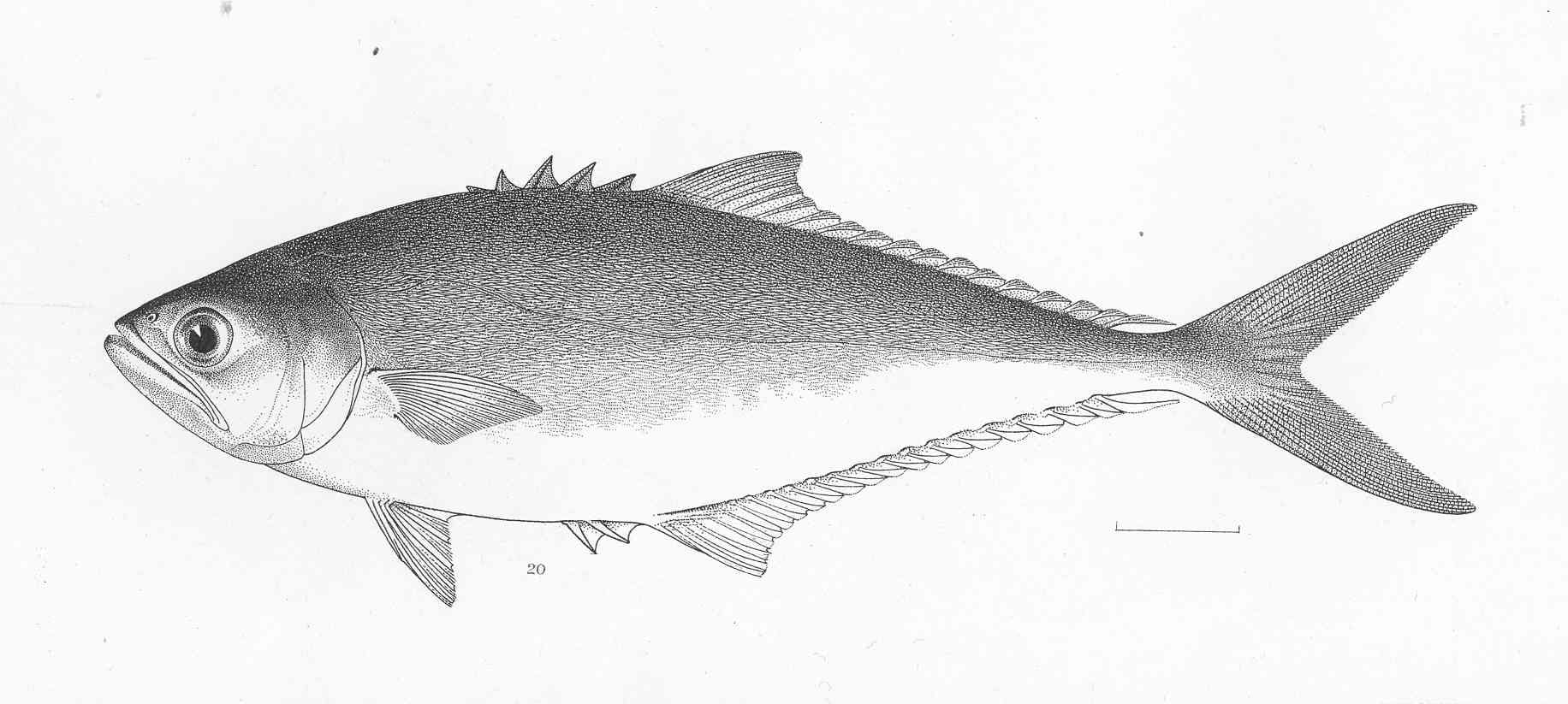 Longjaw leatherjack