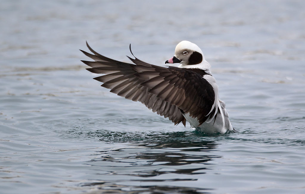 Long-tailed duck