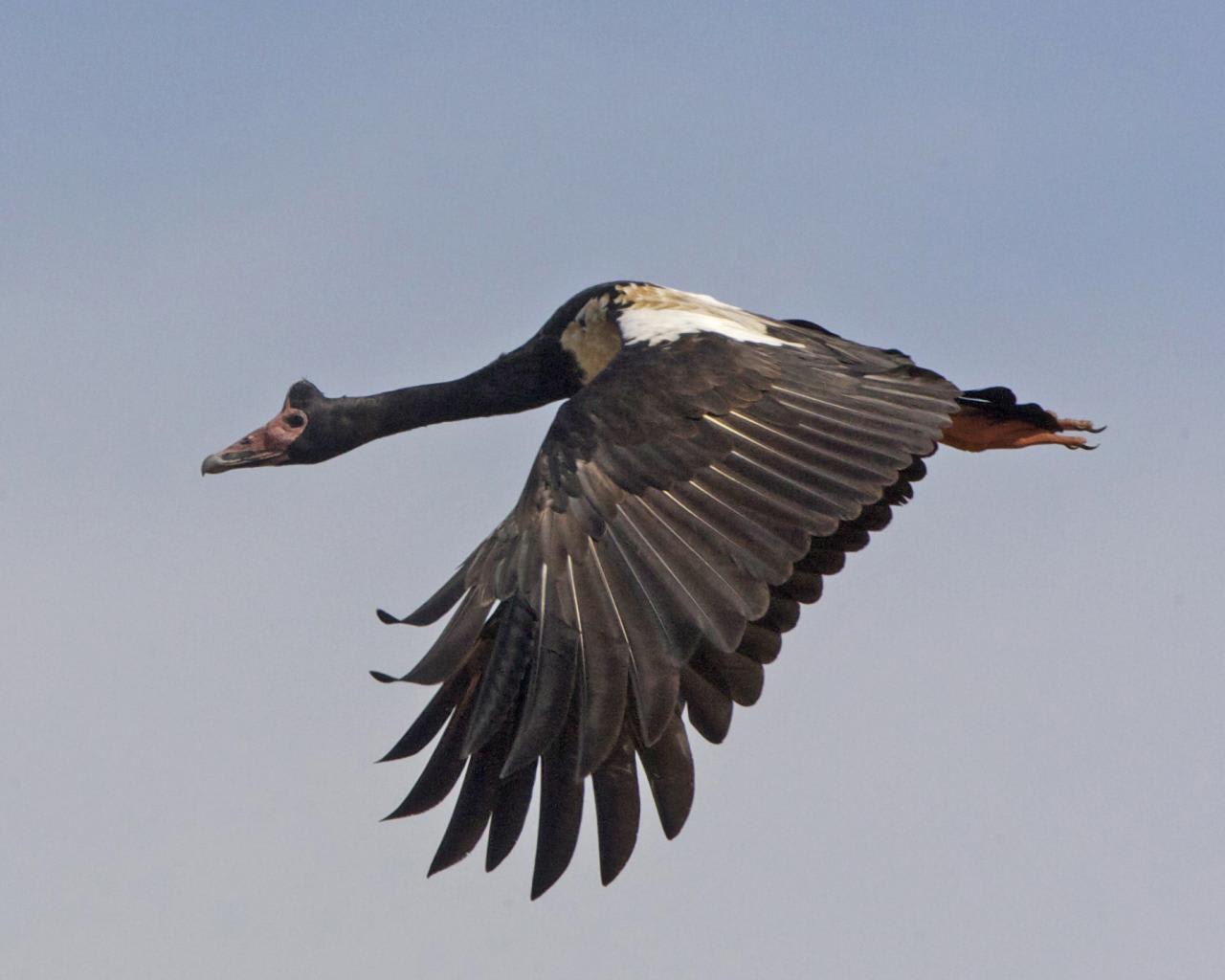 Magpie goose