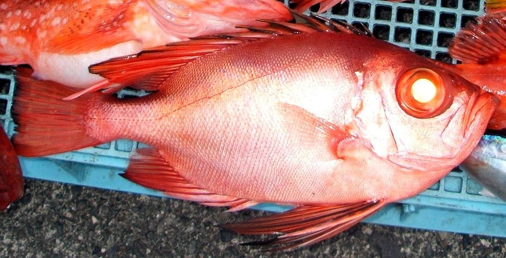 Longfinned bullseye