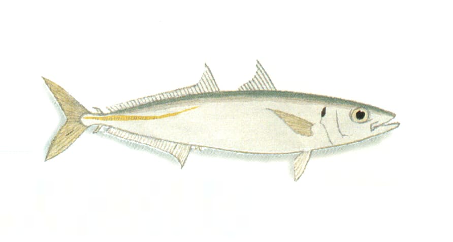 Mackerel scad