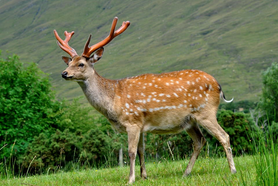 Manchurian sika deer