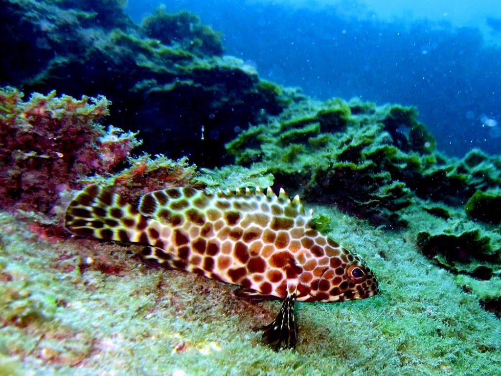 Longfin grouper