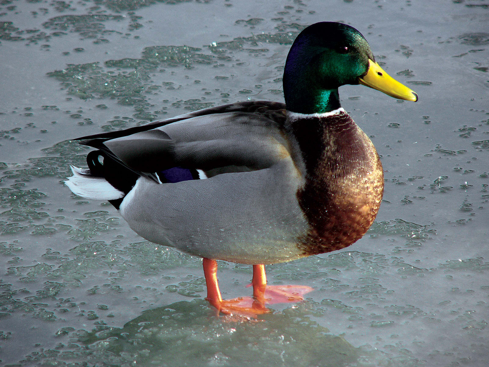 Mallard duck