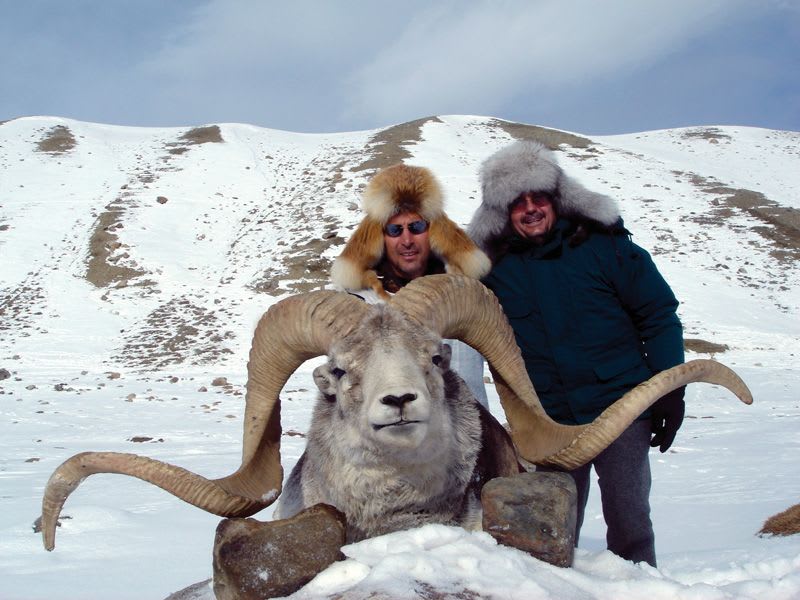 Marco Polo argali
