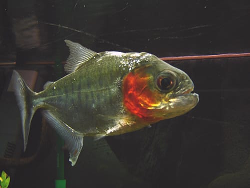 Manueli's piranha