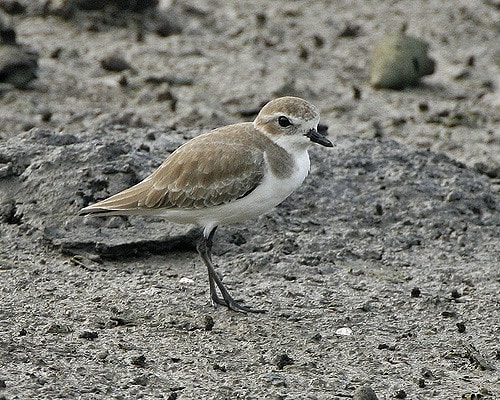 Mongolian sand plover