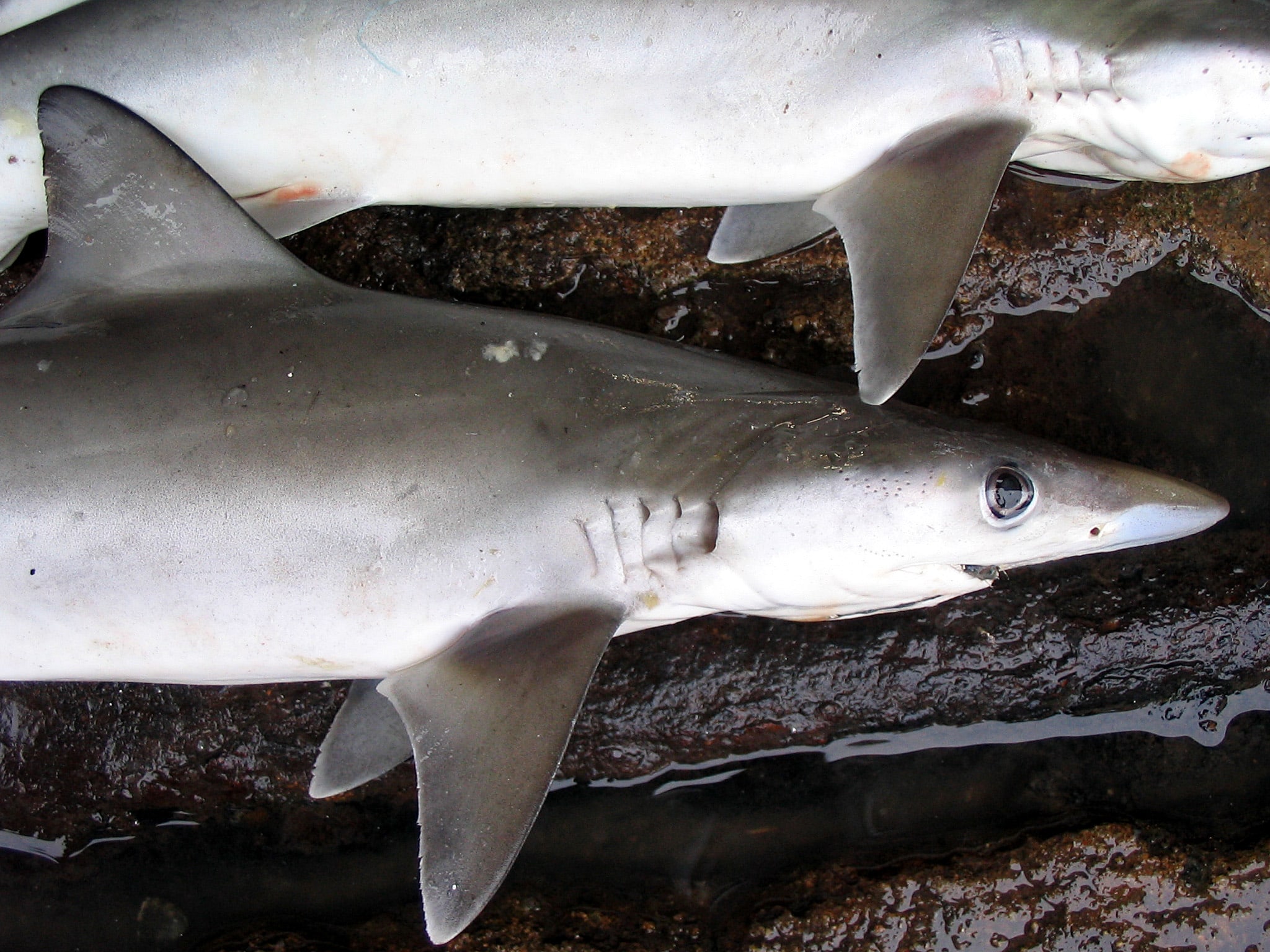 Milk shark